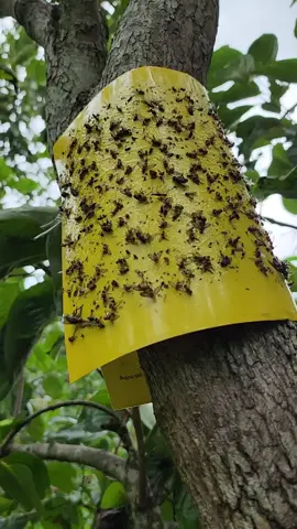 BẨY RUỒI VÀNG@Doãn Nhung Shop  #dungcutienich #xuhuongtiktokk #viralvideo #bayruoivang 