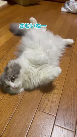 #スコティッシュフォールド #猫のいる暮らし #もふもふ猫 #ねこがいる生活 #家猫生活  寒くてもまだ床寝