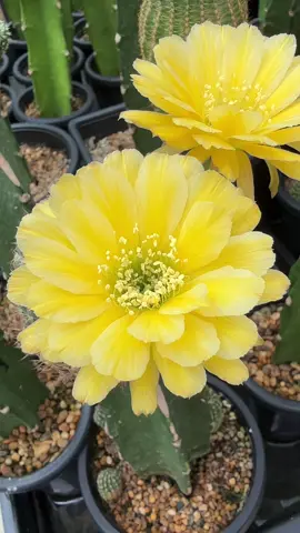 #🌵🌼🌼🌼🌵💛💛💛#สดชื่นยามเช้า😊😊😊