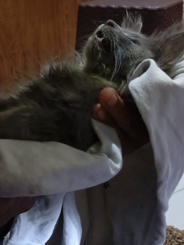 Dia menghembuskan nafas terakhirnya di pangkuan papa...  23 nov 2025 20:00 WIB  selamat jln sayang ...  #kucing #kucinglucu #funnycats #catlovers #kucing 