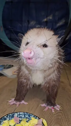 #opossum #possumsoftiktok #opossumsoftiktok #possum #opossumrescue 