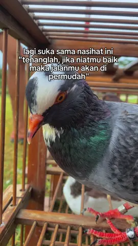 Allahumma sholli ala sayyidina Muhammad🤲 #merpatikolong #hobbymerpati #pmtiindonesia #masukberanda #quotes 