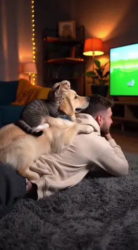 What kind of program is so good?#dog #cat #funnyvideos 