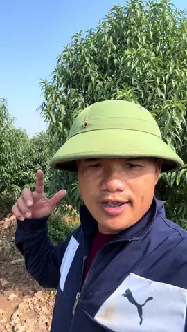 Ae để ý khâu tưới nhé #vườnđàotrunghào #gãtáđiền #hàotáđiền #đàotết2026 