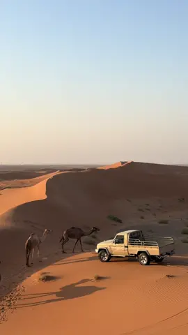 #هجن #بوش #نوق #ابل #العين 