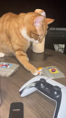 Glutinous orange cat Pumpkin doesn’t listen  #cat #fyp #orangecat #catvideo #bad