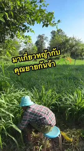 มาเกี่ยวหญ้า กับคุณยายกันจ้า…สวนหญ้าให้วัว ควาย ตั๊กแตนจ้า 🌱🌾🐃 #เกษตรกรเลี้ยงวัว #ยโสธรหวานมาก❤️‍🔥 #ยโสธร💜 #เกษตรกร #ชาวสวน 