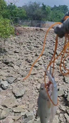 ini kemaren yang tanya POV sang istri, taq istri kalian yang suport kita mancing #mancing #mancingmania #anglerindonesia #fyp #fyppppppppppppppppppppppp 