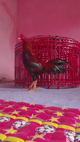 🔥🔥🔥 #ayambangkoksuper  #garutpride🔥  #fyp 