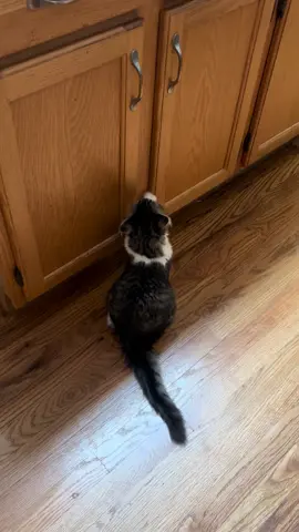 Guess it’s time to get baby locks on the cabinets 🤦🏻‍♀️ #kitten #opensesame #kentucky #rescuekitten 