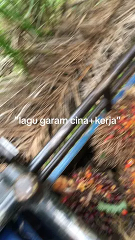di umur 12 tahun semangat ya dek belajarnya#garamcinawalaupuntidakkenayangmerata #kerjakeras #soundviral #kulisawit🌴 #sawitsumatra #sawitriau #sawitontiktok #berandasawit🌴 #berandasawittiktok #fypシ゚viral🖤tiktok 