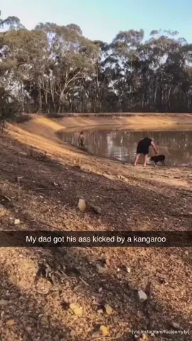 Bad & Dangerous Kangaroos🦘 #funny #animals #viral #animal #fyp 