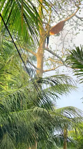 Thành quả nha ae #sanongrung🐝 #ongvove🐝🐝🐝 #xuhuongtiktok 