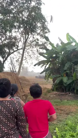 morning 6.30am#elephant