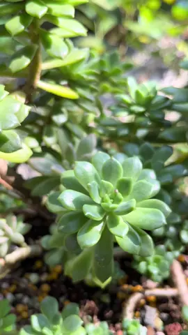 Sen ú na ú nần trong nắng sớm 🍃🌱🪴🍀 #senda #phantancham #phanchuyendung #hoiyeuhoada #lamvuon 