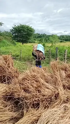 #ខ្លួនក្រមិចហាន🥹❤️