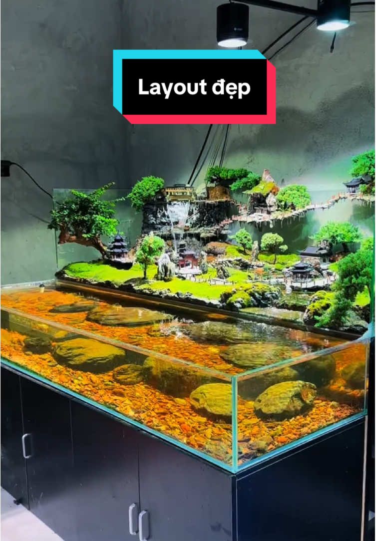 Các bác thấy layout này sao ạ? #xuhuong #aquarium #viral #bethuysinh #fyp 