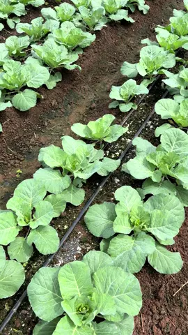 Còn 2th nữa e nhé 🤭