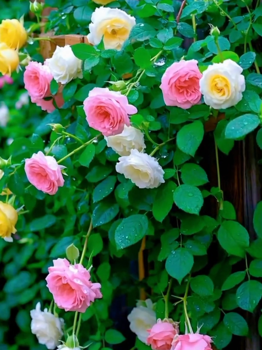 #flowers #naturebeauty #videobackground #relaxing #foryou 