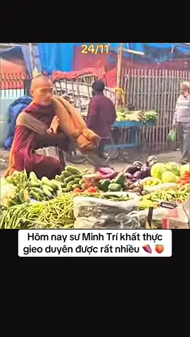 Hình ảnh đẹp sư Minh Trí đi khất thực sáng nay 24/11 #suminhtue #minhtue #thayminhtue #thichminhtue #suminhtuemoinhat 