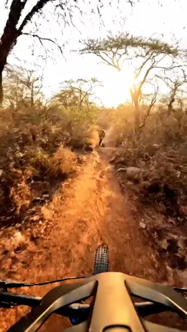 Happy birthday 24 nov #lion #november #happybirthday #viral #wildlife