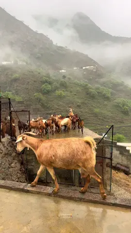 #جبال_هروب #قران_كريم #اكسبلورexplore 