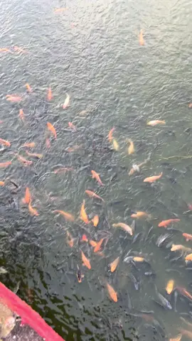 Muốn cần sự bình yên ở núi cấm thì kiếm em 🍂#xeomnuicam #xuhuongtiktok #phatphap #nuicam #phatdilac 