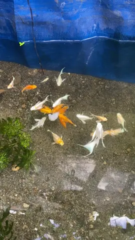 Agay ko hahaha napasarap kain nana ila sa sugpo #balloonmolly #happyfishkeeping #fyppppppppppppppppppppppp #reels #viralvideo 