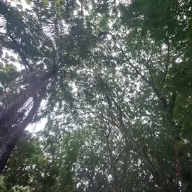 seandainya #foryoupage #fypシ゚ #berandatiktok #seandainyaakubisaterbang #kahitna 