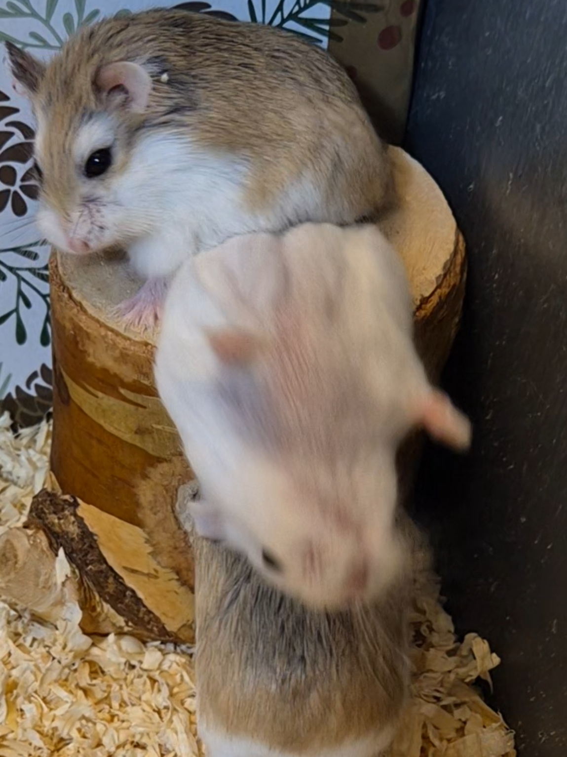 HAMSTER BACKFLIPS