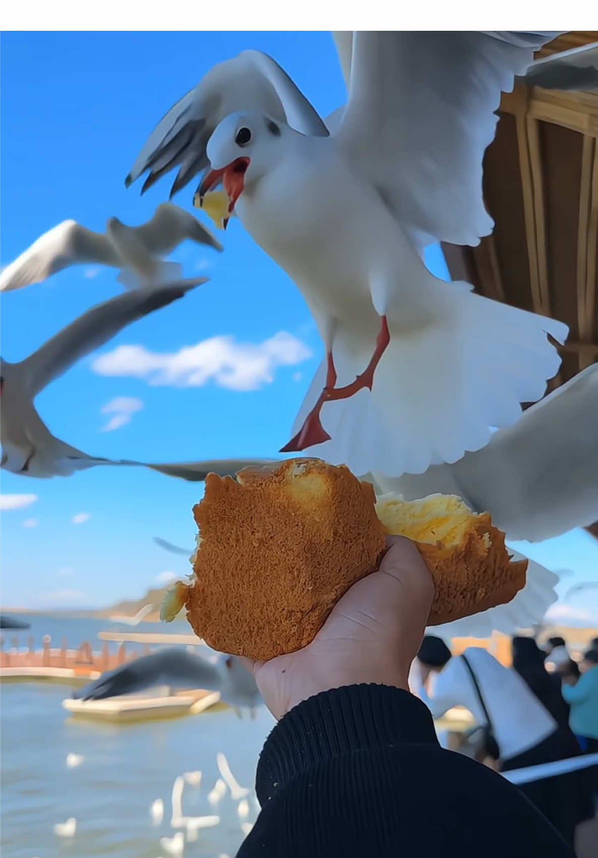 🕊️ Cho hải âu ăn ở Côn Minh – trải nghiệm “đứng im, hải âu tự đến” cực thú vị! Tại bờ hồ hay các khu vực ven nước ở Côn Minh, bạn chỉ cần đứng yên, giơ bánh ra, những chú hải âu sẽ tập trung xung quanh, bay đến gần bạn. Khoảnh khắc ấy vừa thú vị, vừa sống động, như thể bạn đang bước vào một cảnh phim thiên nhiên thực thụ. ✨ Cảm giác đứng giữa bầy hải âu, nghe tiếng vỗ cánh xung quanh, thật sự khiến tim bạn nhảy theo từng nhịp bay. ✨ Hình ảnh hải âu chao lượn, mỏ ngậm bánh, phản chiếu ánh sáng buổi sáng hay chiều tà tạo nên khung cảnh cực “ăn ảnh”. ✨ Một trải nghiệm đơn giản nhưng đủ khiến chuyến đi Côn Minh trở nên đáng nhớ và vui nhộn. Chỉ cần chuẩn bị bánh và đứng im một chút, bạn sẽ được tận hưởng khoảnh khắc thiên nhiên tràn đầy năng lượng🕊️✨ #HoangLienSonTravel #tourTrungQuoc #dulichtrungquoc #Huyenhls #haiau 