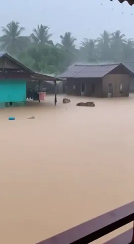 orang kampung nampak 2 ekor harimau masuk dlm air banjir di hulu johor. #viral