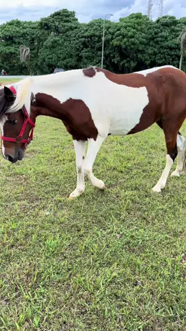 #Turgutalbum #Turgutalbum 