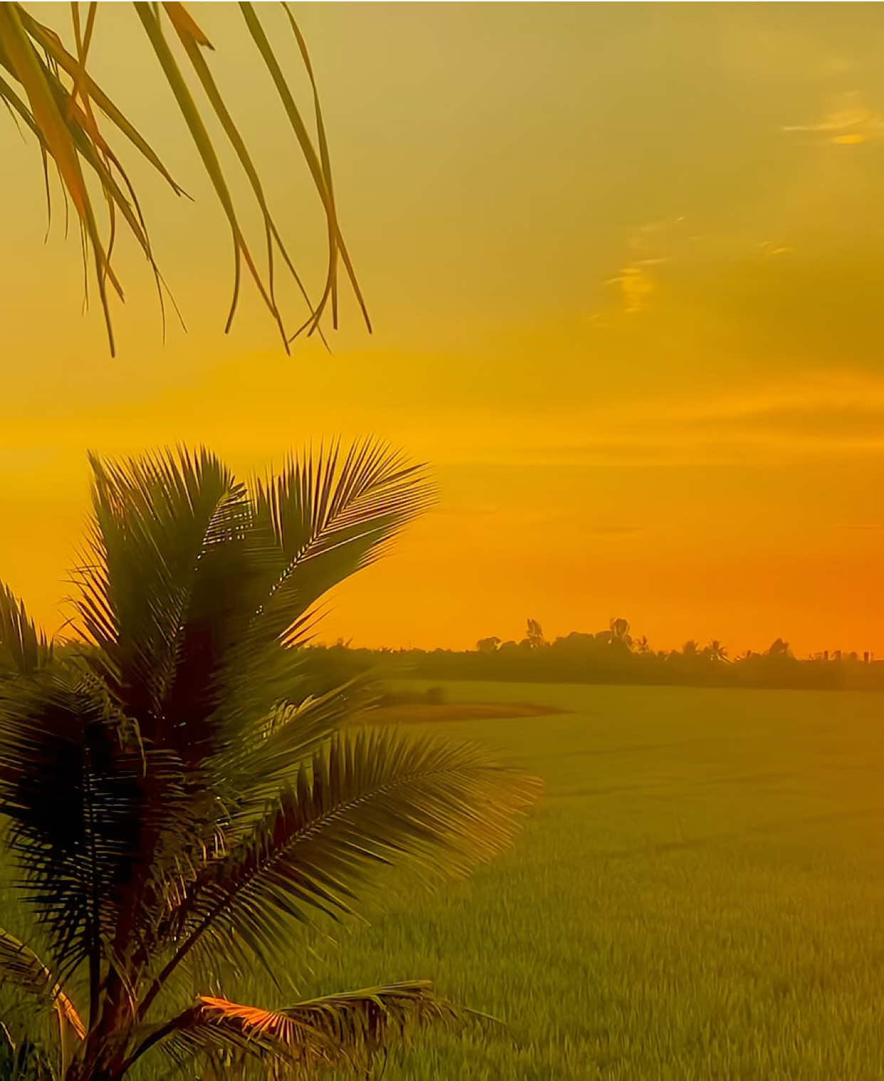 Thương nhớ ai cho tiếng lòng vẫn còn dở dang…#binhyen🌾🌴 #canhchillmientay #chillmientay #netdepquehuong #tetnguyendan2026🧧🎆🧨 