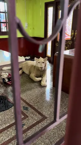 น้องยังปลอดภัยดี #น้ําท่วม #น้ําท่วมแล้ว #นราธิวาส #รือเสาะ @MR.KHAN 