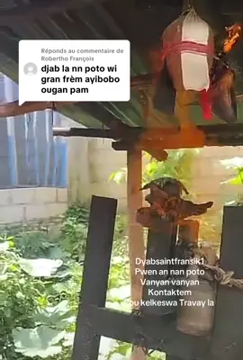 Réponse à @Robertho François #haitiantiktok🇭🇹 #tiktokeur #ayisyenusa🇺🇸🇺🇸mwen #saintdomingue🇩🇴 #manbosipote💯✅🙏🏿🥰 @Manbo Jeteli🕯️Saint fransik⚔️ @andjie marino12 @@MRS Nayoo 484 @🦁🦁Bertha Cius🦁🦁💔💔 @aselmiquedoroslin123456789 @@Rode la rebelle 🥰🥰 