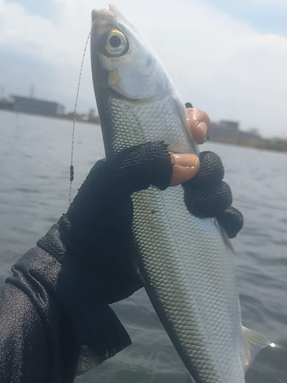 ayo mass...mampu po ra #ladyangler #mancingnyobok 