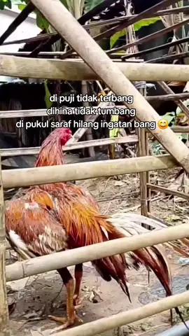 #bkselatan🔥🔥 #fyp 