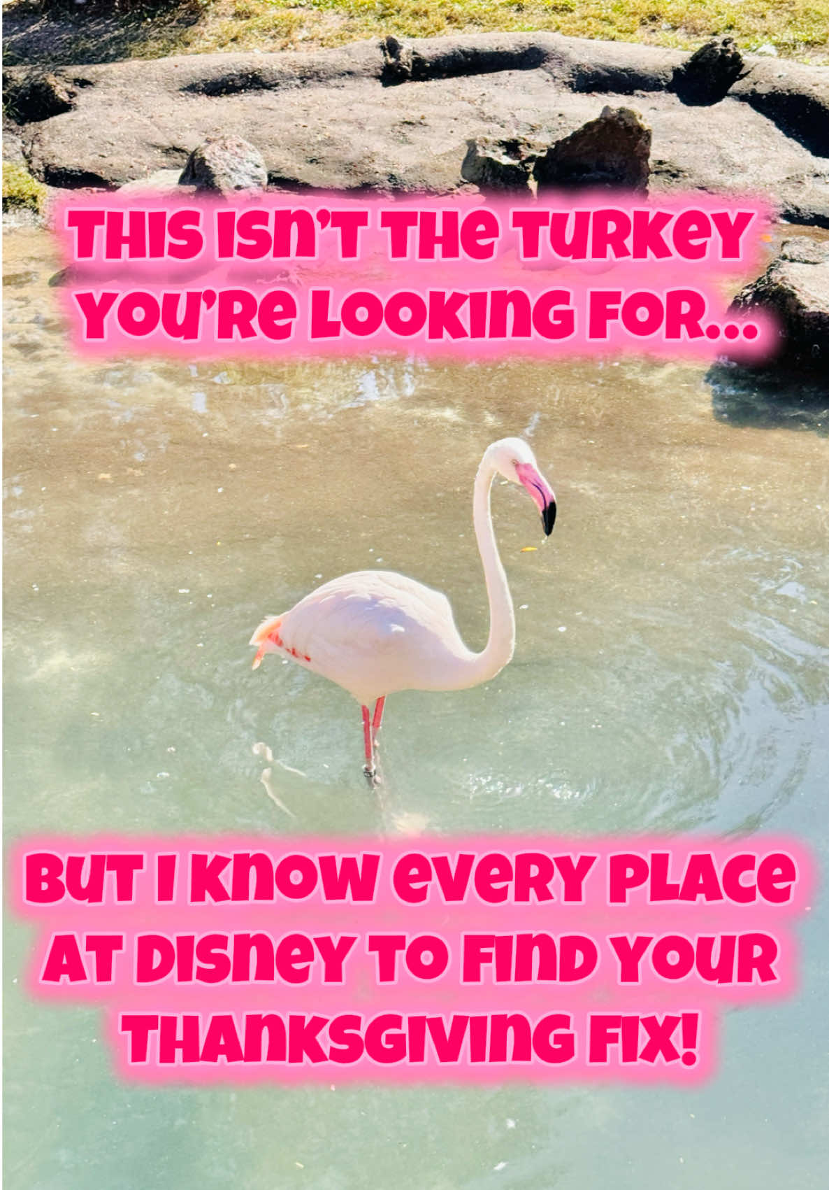 The secrets about Thanksgiving on Disney property in this episode of the Cozy Castle Chats podcast are juicier than a turkey. 🦃   Find our podcast on all major podcast platforms! 🎙️  P.S. Yes I promised episodes under 20 minutes... but I had 4 extra minutes to share about my favorite holiday and some secret ways to celebrate on property, along with a Disney Thanksgiving movie lineup... it was worth breaking my rule for this episode! 😉  #disneyworld #disneyparks #disneyadult #disneytips #disneythanksgiving 
