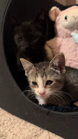 So, Goodnight sweetheart, goodnight. Ba Da Da Da Boop. #fosterkittens #ilovethem #iloveyou #goodnightsweetheart 