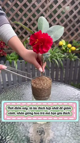 Thời điểm này, là lúc thích hợp để giâm cành, nhân giống hoa trà mà bạn yêu thích.#meotrongcay #chamsoccay #trongcaytainha #trongcaysieude #fyp 