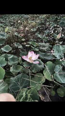 không có mẹ cái áo con mặc ngược cũng chẳng ai nhắc nhỡ, không có mẹ những lúc tuổi thân bậc khóc cũng chẳng ai dỗ dành🥹🥹#chame #abcxyz #viral #xuhuong #xuhuongtiktok 