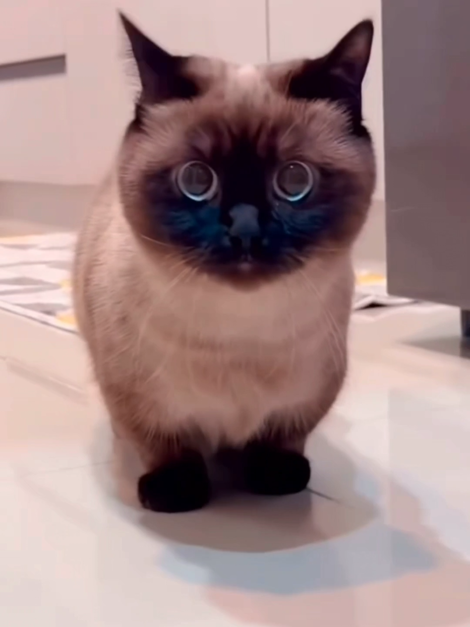 #cat #cute #catvideo #cutecat #funny 