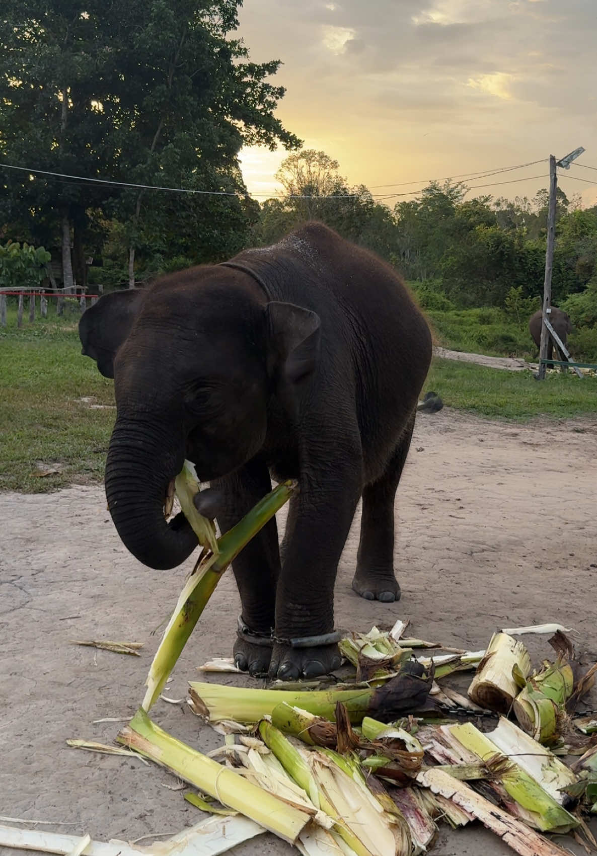 ASMR Domang makan gedebog pisang 😬 #tessonilo #gajahsumatera #domang 