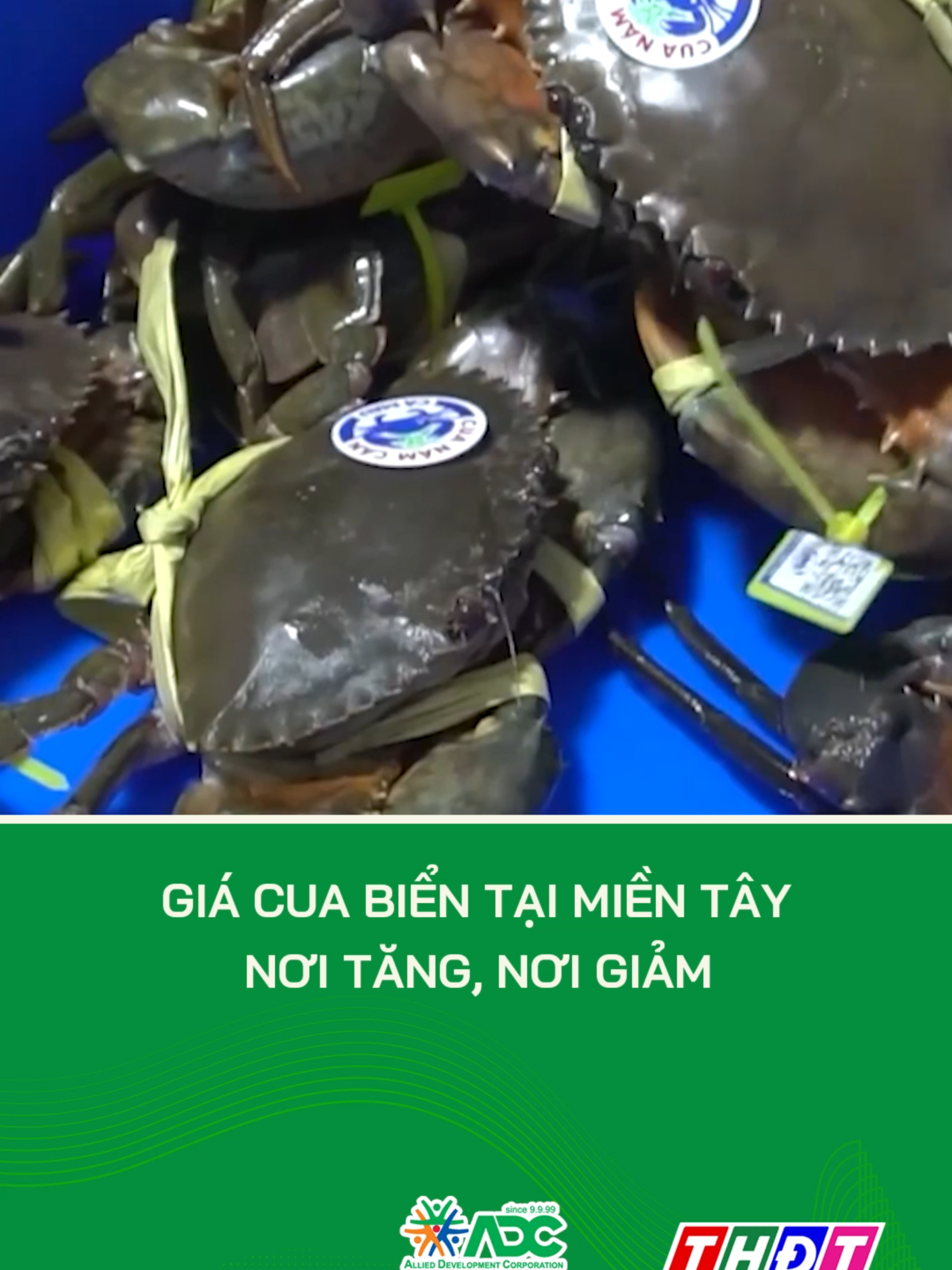 Giá cua biển tại miền Tây nơi tăng, nơi giảm #thdt #dongthaptv #tiktokthdt #truyenhinhdongthap #mcv #dongthap #tiktoknews