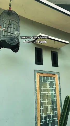 mung iso nyawang, wong-wong mangkat kerjo #CapCut #muraibatu #kicaumania #fyp #pendekarlatber 