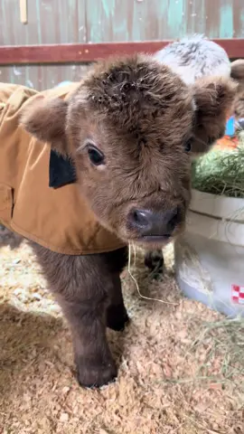 Shepherd is always trying to steal the show!!!#godisgood #farmlife #cow #minicow #highland 