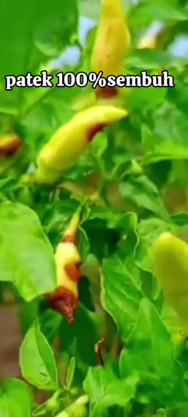 biyopatek pengendali Patek ato jamur paling ampuh pada tanaman cabe #patek #atasipatek #cabe#petaniindonesia🇮🇩🇮🇩🇮🇩🌿🌿 #pyf 