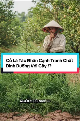 Phần 49 | Cỏ Có Là Tác Nhân Cạnh Tranh Chất Dinh Dưỡng Với Cây !? #huucovang #xuhuong #cotrongvuoncay #xh #phanbonhuuco 