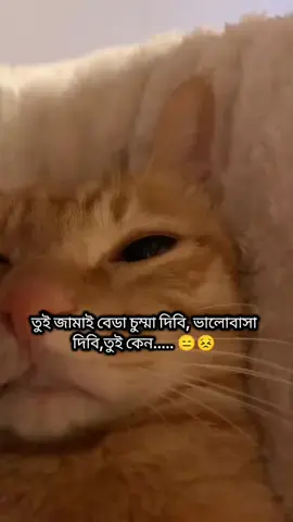 #why jamai why.?😫🐸#foryou #foryoupage #viralvideo #viraltiktok 